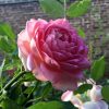 Hoa hồng bụi Julibee Celebration Rose