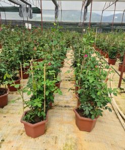 Hoa hồng bụi Flamingo Rose