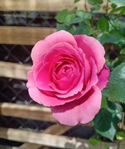 Hoa hồng bụi Lafont Rose