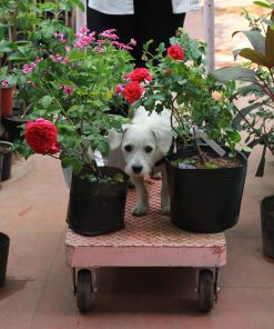 Hoa hồng bụi Red Leonardo Da Vinci Rose 7 Hoa hồng bụi Red Leonardo Da Vinci Rose