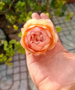 Hoa hồng bụi Charles Darwin