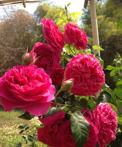 Hoa hồng bụi Kate Rose 6 Hoa hồng bụi Kate Rose