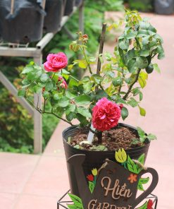 Hoa hồng bụi Red Leonardo Da Vinci Rose 3 Hoa hồng bụi Red Leonardo Da Vinci Rose