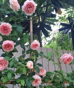 Hoa hồng bụi Abraham Darby Rose