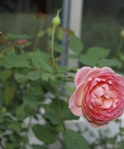 julibee celebration rose