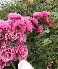 Hoa hồng bụi Aoi Rose