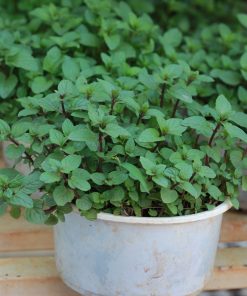 cây bạc hà nhật