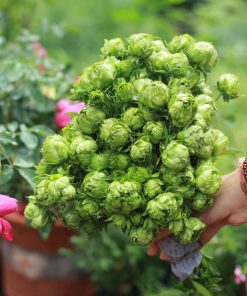 Hoa hồng bụi Janes Green Rose