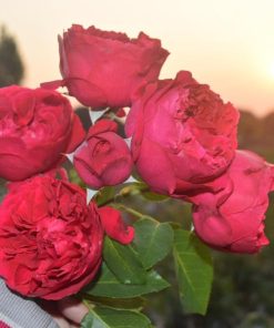 Hoa hồng leo Red Eden Rose 10 Hoa hồng leo Red Eden Rose