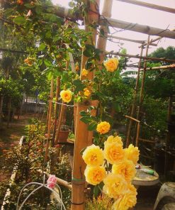 Hoa hồng leo Golden Celebration Rose