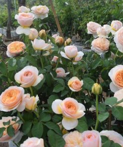 Hoa hồng bụi Juliet Rose 6 Hoa hồng bụi Juliet Rose