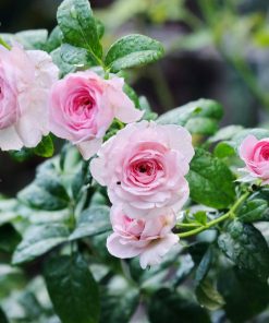 Hoa hồng leo Mon Couer Rose