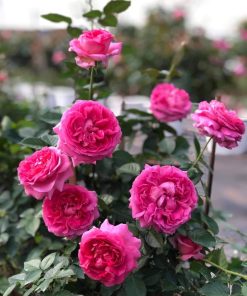 Hoa hồng bụi Lafont Rose