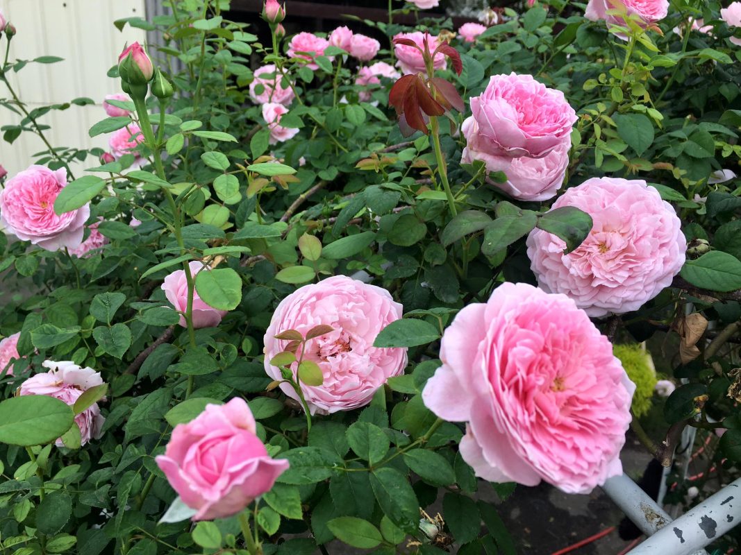 Hoa hồng leo Spirit of Freedom Rose 25 Hoa hồng leo Spirit of Freedom Rose
