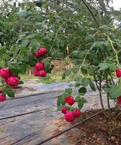 Hoa hồng leo Red Eden Rose 8 Hoa hồng leo Red Eden Rose