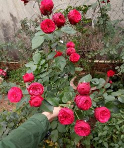 Hoa hồng bụi Red Piano Rose
