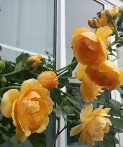 Hoa hồng leo Golden Celebration Rose