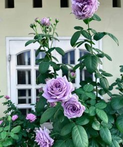 Hoa hồng bụi Kinda Blue Rose 4 Hoa hồng bụi Kinda Blue Rose