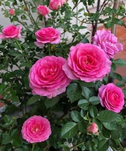 Hoa hồng bụi Lafont Rose 5 Hoa hồng bụi Lafont Rose
