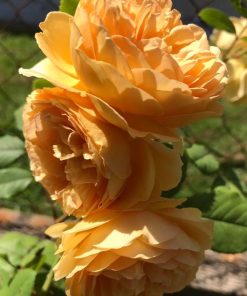 Hoa hồng leo Crown Princess Margareta Rose