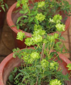 Hoa hồng xanh Janes Green Rose