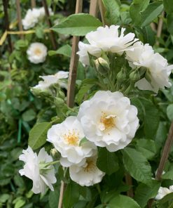 Hoa Hồng Leo Friendship of Strangers