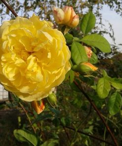 Hoa hồng leo Graham Thomas Rose 7 Hoa hồng leo Graham Thomas Rose