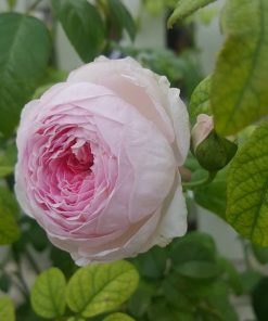 Hoa hồng leo Mon Couer Rose