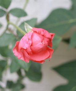 Hoa hồng bụi Flamingo Rose