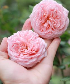 Hoa hồng bụi Abraham Darby Rose