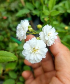 Hoa hồng bạch trà