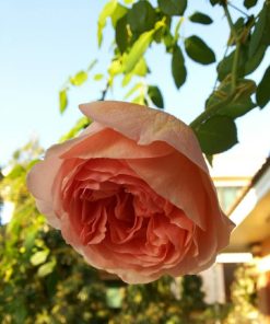 Hoa hồng bụi Abraham Darby Rose