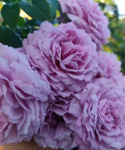Hoa hồng bụi Blue Sky Rose 3 Hoa hồng bụi Blue Sky Rose