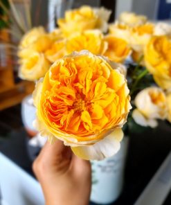 Hoa hồng bụi Beatrice Rose