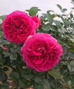 Hoa hồng bụi Lafont Rose 6 Hoa hồng bụi Lafont Rose