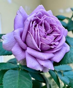Hoa hồng bụi Kinda Blue Rose 5 Hoa hồng bụi Kinda Blue Rose