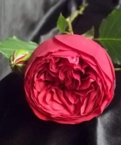 Hoa hồng bụi Red Piano Rose