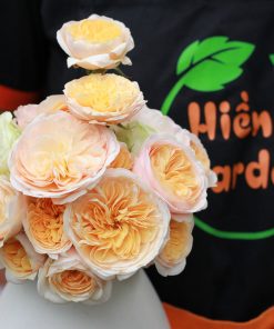 Hoa hồng bụi Juliet Rose 4 can canh hoa Juliet
