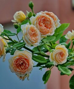 Hoa hồng leo Crown Princess Margareta Rose