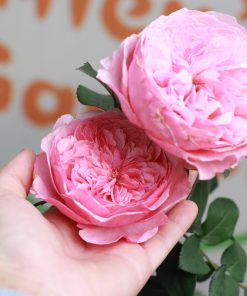 Hoa hồng bụi Carey Rose