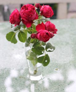 Hoa hồng leo Red Eden Rose 7 Hoa hồng leo Red Eden Rose