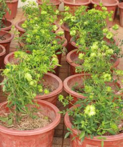 Hoa hồng xanh Janes Green Rose