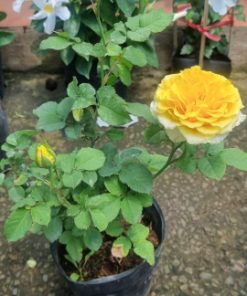 Hoa hồng bụi Shell Shell 4 Hoa hồng bụi Shell Shell Rose