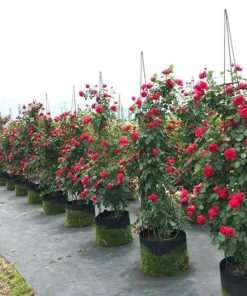 Hoa hồng leo Red Eden Rose 5 Hoa hồng leo Red Eden Rose