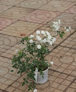 Hoa hồng bạch trà