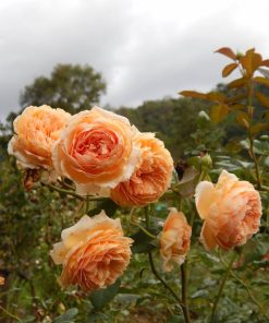 Hoa hồng leo Crown Princess Margareta Rose