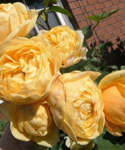 Hoa hồng leo Graham Thomas Rose 4 Hoa hồng leo Graham Thomas Rose