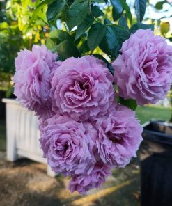 Hoa hồng bụi Blue Sky Rose 6 Hoa hồng bụi Blue Sky Rose