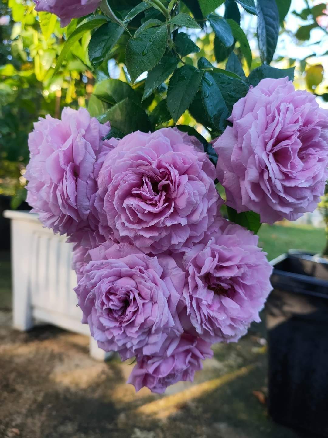 Bán cây hoa hồng bụi Blue Sky Rose đẹp, giá tốt - Hien's Garden