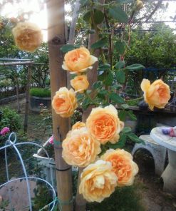 Hoa hồng leo Golden Celebration Rose